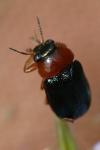 Smaragdina salicina
