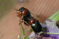 Smaragdina salicina