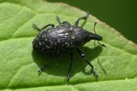 Larinus sturnus