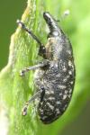 Larinus sturnus