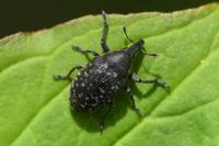Larinus sturnus