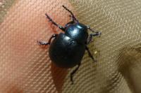 Timarcha goettingensis