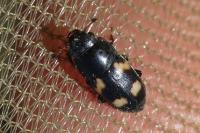 Glischrochilus quadrisignatus