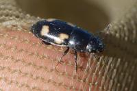 Glischrochilus quadrisignatus