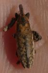 Lixus fasciculatus
