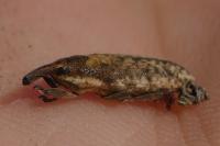 Lixus fasciculatus