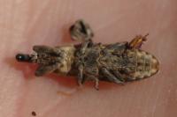 Lixus fasciculatus