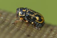 Pachybrachis