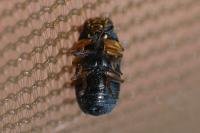 Pachybrachis