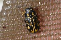 Pachybrachis