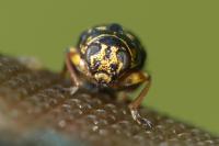 Pachybrachis