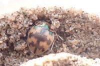 Omophron limbatum