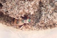 Omophron limbatum