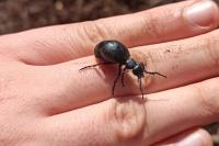 Meloe proscarabaeus