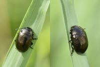 Chrysolina oricalcia