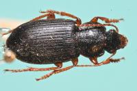 Ophonus ardosiacus