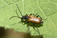 Stictoleptura maculicornis