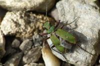 Cicindela campestris