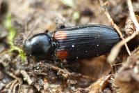 Calambus bipustulatus