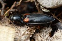 Calambus bipustulatus
