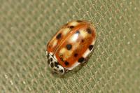 Harmonia quadripunctata