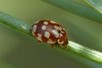 Myrrha octodecimguttata