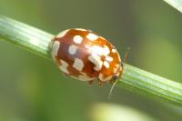 Myrrha octodecimguttata