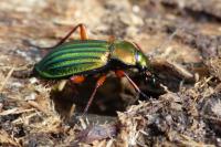 Carabus auronitens