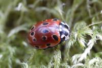 Anatis ocellata