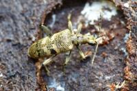 Rhagium mordax