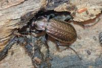 Carabus granulatus