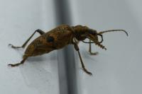 Rhagium mordax