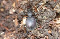 Cychrus attenuatus