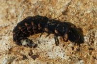Lampyris noctiluca