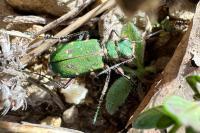 Cicindela campestris