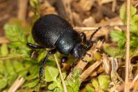 Timarcha goettingensis