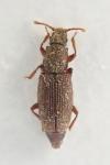Monotoma angusticollis
