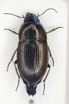 Amara communis