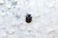 Anthrenus scrophulariae
