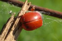 Chrysomela populi