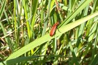 Pyrochroa serraticornis