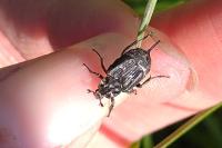 Valgus hemipterus