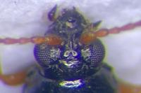 Aphthona venustula