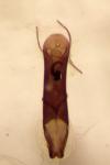 Aphthona venustula