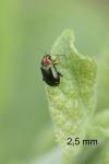 Crepidodera aurata