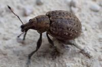 Liophloeus tessulatus