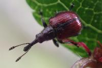 Tatianaerhynchites aequatus