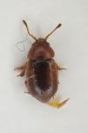 Kateretes pusillus