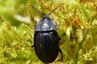 Phosphuga atrata