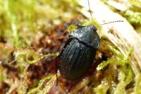 Phosphuga atrata